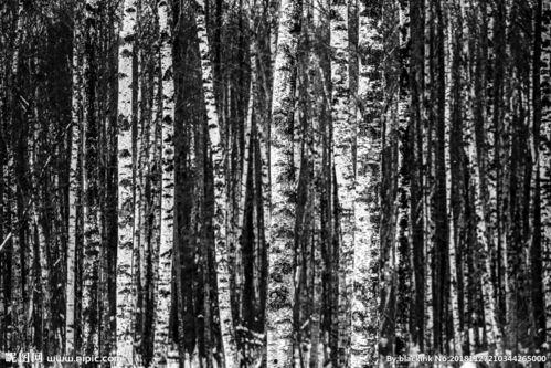 黑白森林 普通话版